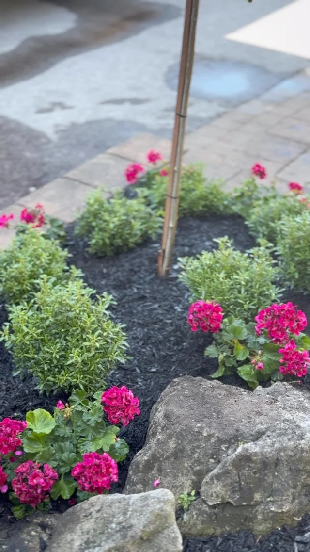 From before to bloom.A little planning, the right plants, and a few expert tips can completely transform an outdoor space. Here’s a look at the incredible garden refresh shared by TERRA on CP24.It was such a fun project to bring to life for our client and see the transformation come together.@terraathome @jeeyuntv @cp24breakfast#gardening #transformation #mediarelations #frontdoorpr #toronto